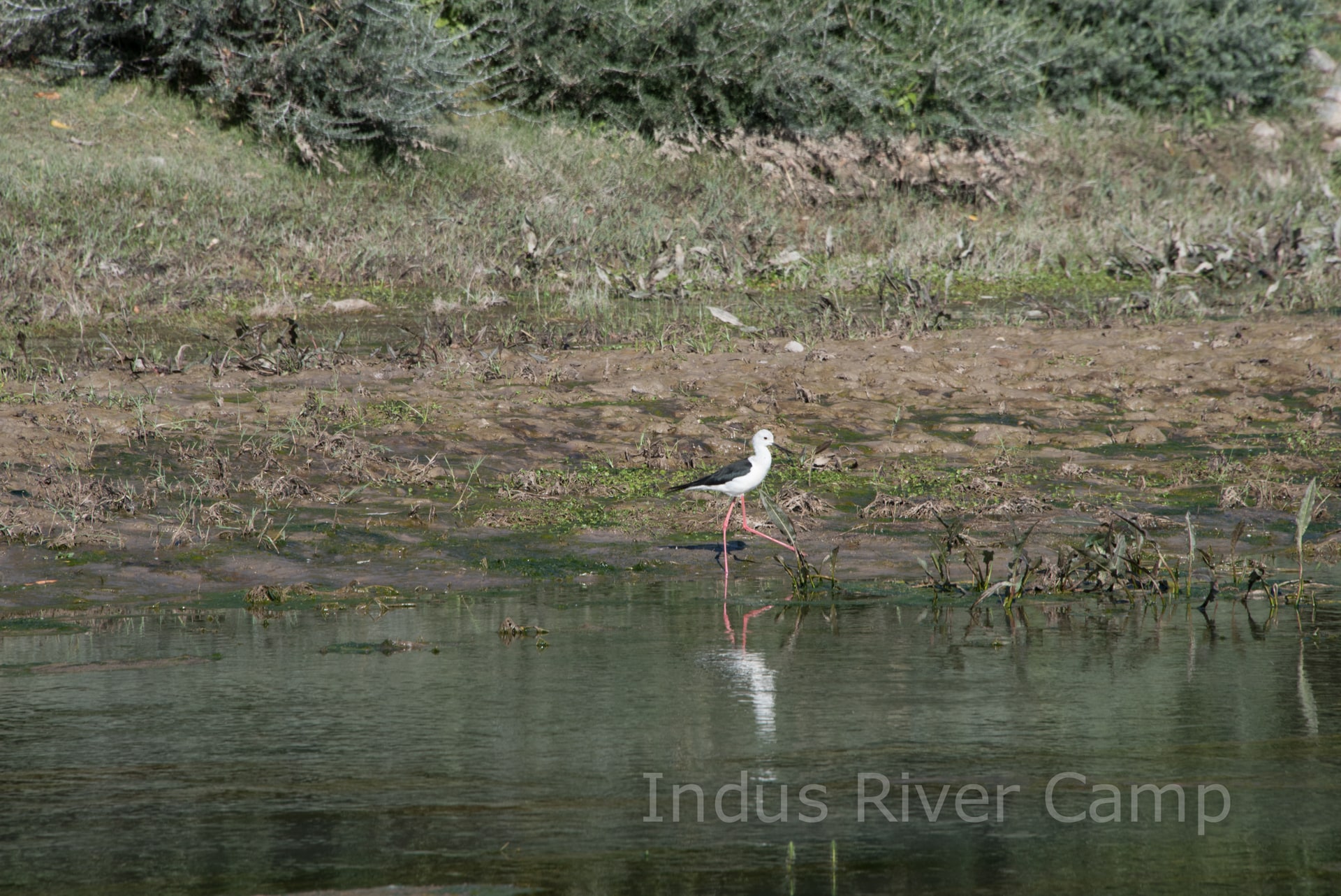 Bird on Water